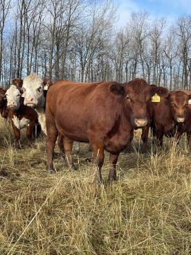 Gallery: Cornell Farms>Females for Sale