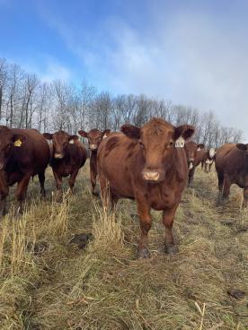 Gallery: Cornell Farms>Females for Sale