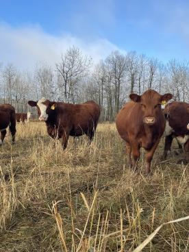 Gallery: Cornell Farms>Females for Sale