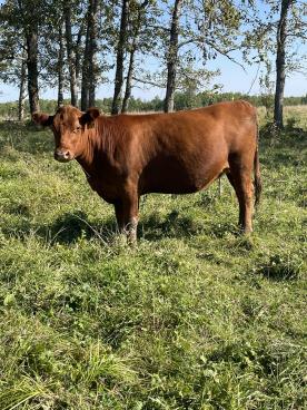 Gallery: Cornell Farms>Females for Sale