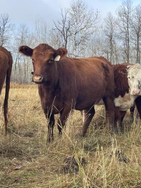 Gallery: Cornell Farms>Females for Sale