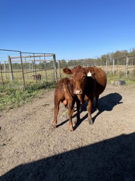 Gallery: Cornell Farms>Females for Sale