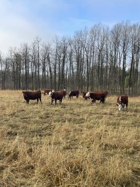 Gallery: Cornell Farms>Females for Sale