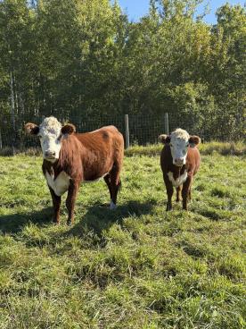Gallery: Cornell Farms>Females for Sale