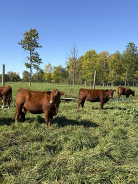Gallery: Cornell Farms>Females for Sale