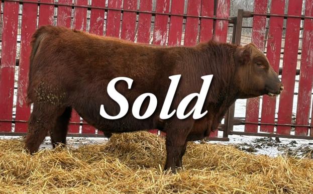 red crnl merlin nigel 10n