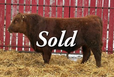 RED CRNL 13K NUGGET 13N