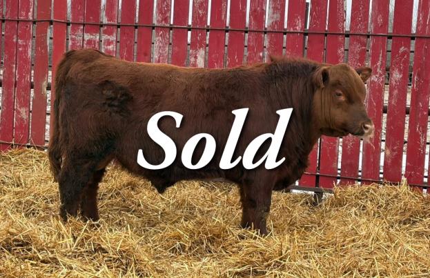 red crnl energize new age 56n