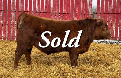 RED CRNL ENERGIZE NILE 61N