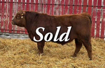 RED CRNL RECKONING NITO 65N