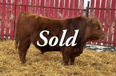 RED CRNL 32H NELSON 78N