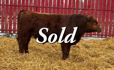 RED CRNL 13K NICKEL 7N