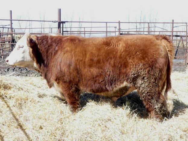 crnl red bull finley et 10f