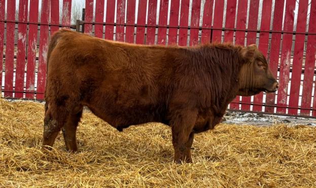 red crnl 7j napoleon 121n