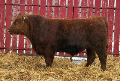 RED CRNL 13K NUGGET 13N