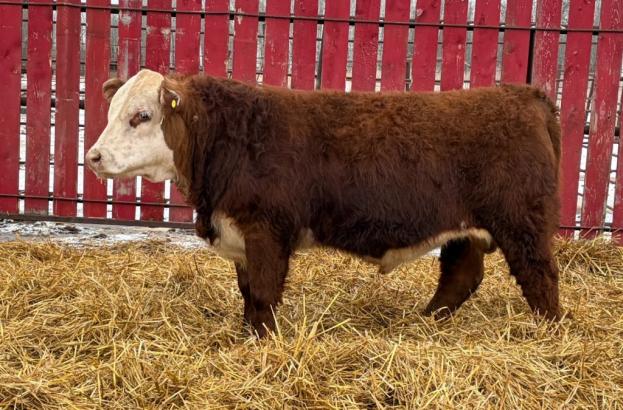 CRNL Kimball neo 14n