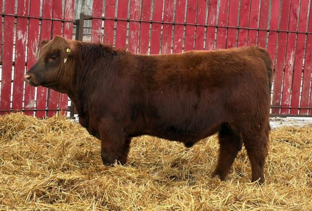 red crnl reckoning nestor 48n