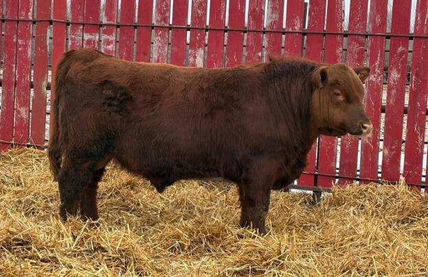 red crnl energize new age 56n