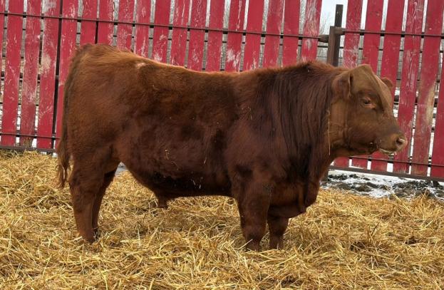 red crnl 32h nelson 78n