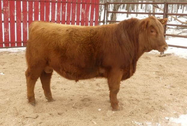 RED CRNL 42K MAXIMUS 23M