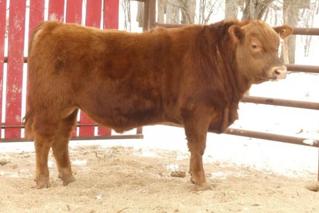 RED CRNL PAYLOAD MAJOR 29M