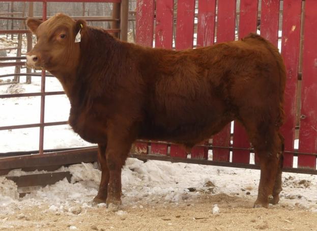 RED CRNL PAYLOAD MOBY 36M