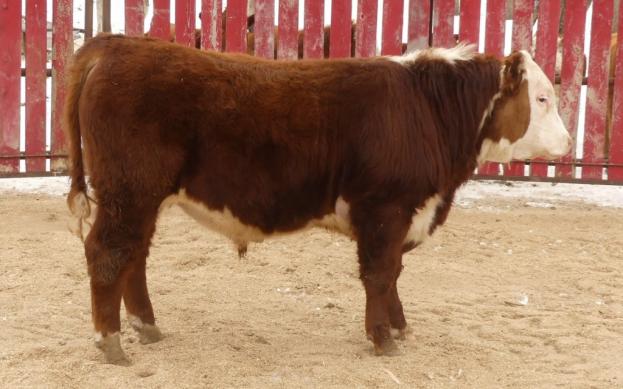 CRNL 10F Marvin 57M
