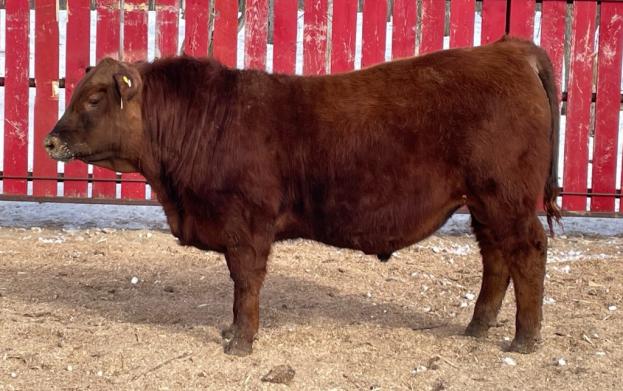 RED CRNL 7J MAGNUM 98M 