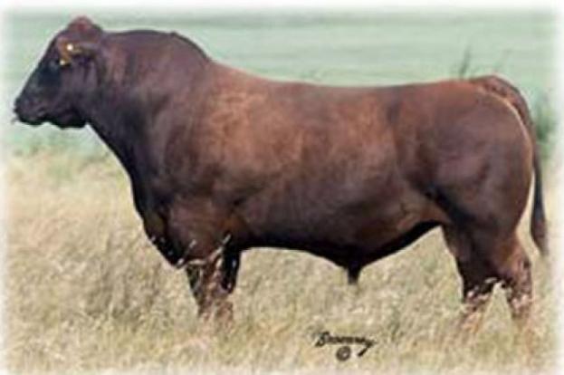 red aspen excel 89h